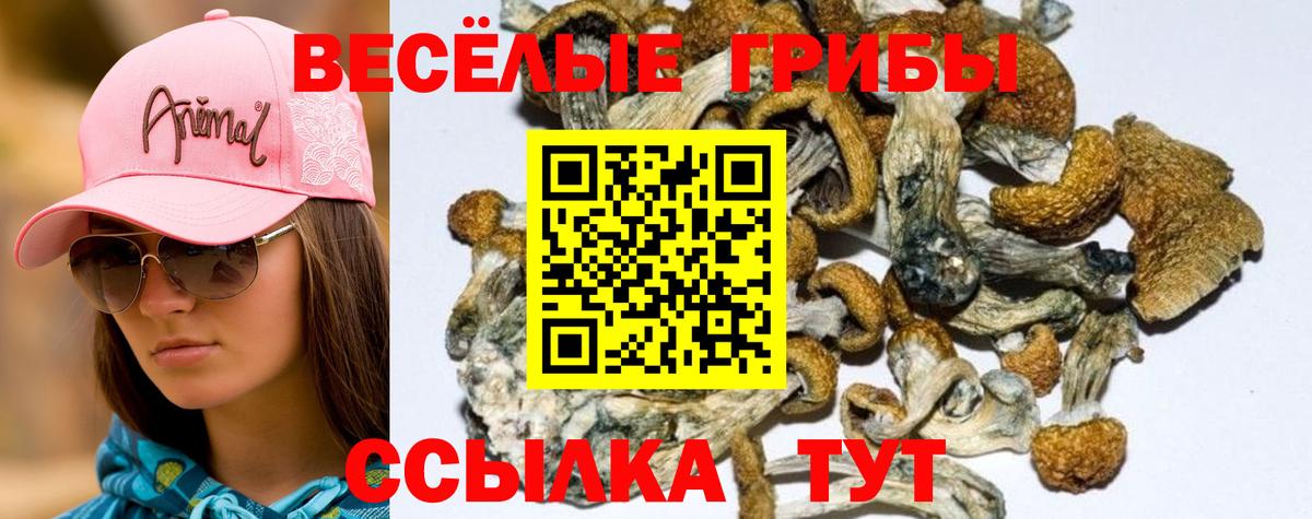 Майкоп  Галлюциногенные грибы Cubensis  Вход с VPN 