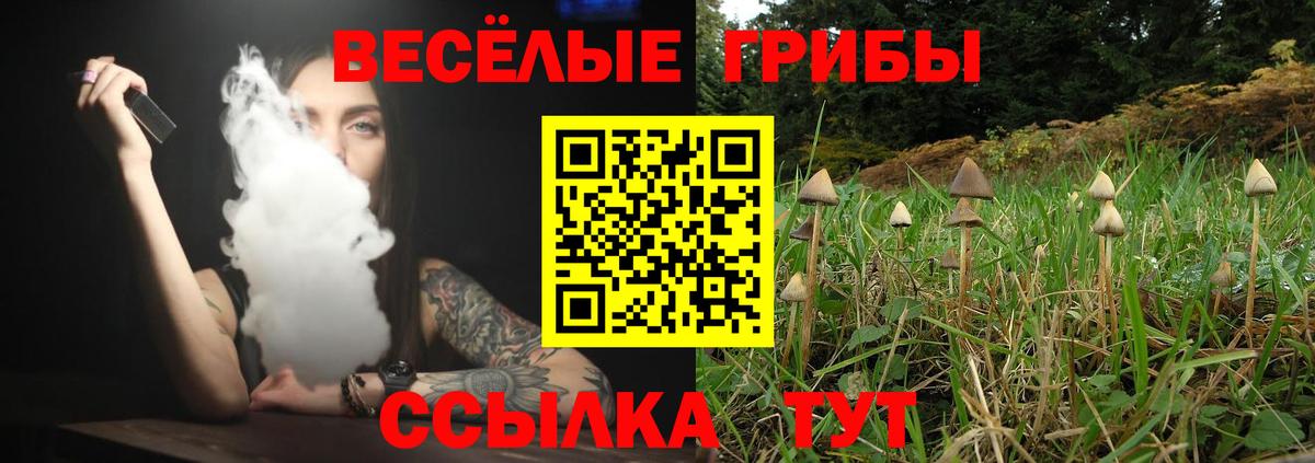 Галлюциногенные грибы Psilocybine cubensis Майкоп